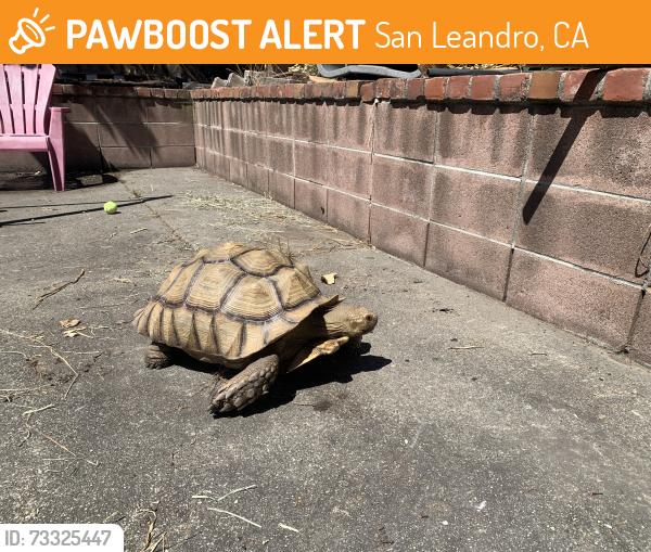 Found/Stray Unknown Reptile last seen Vistagrand Drive, San Leandro, CA, San Leandro, CA 94577