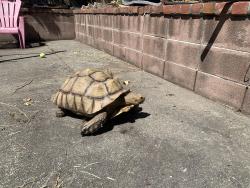 Found/Stray Unknown Reptile last seen Vistagrand Drive, San Leandro, CA, San Leandro, CA 94577