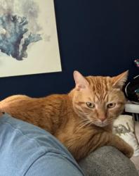 Lost Male Cat last seen Dover road, Dover, FL 33527