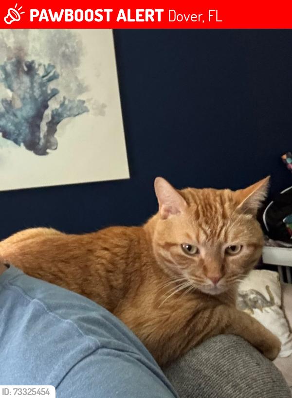Lost Male Cat last seen Dover road, Dover, FL 33527