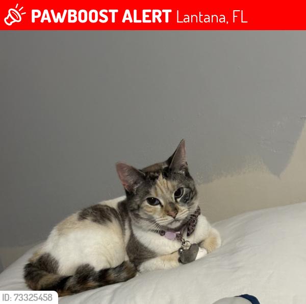 Lost Female Cat last seen Hypoluxo and seacrest, Lantana, FL 33462