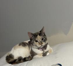 Lost Female Cat last seen Hypoluxo and seacrest, Lantana, FL 33462