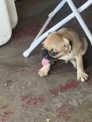 Found/Stray Male Dog last seen Merrill and alder, Delaware County, PA 19013