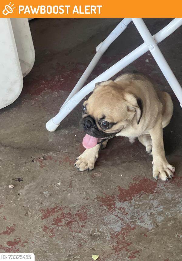 Found/Stray Male Dog last seen Merrill and alder, Delaware County, PA 19013