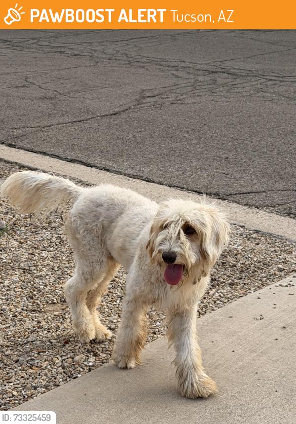 Found/Stray Male Dog last seen Silverlake and Cholla, Tucson, AZ 85713