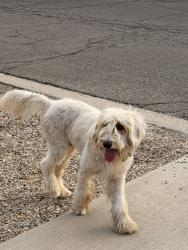 Found/Stray Male Dog last seen Silverlake and Cholla, Tucson, AZ 85713