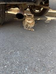 Found/Stray Unknown Cat last seen Buena Vista, Alameda, CA 94501