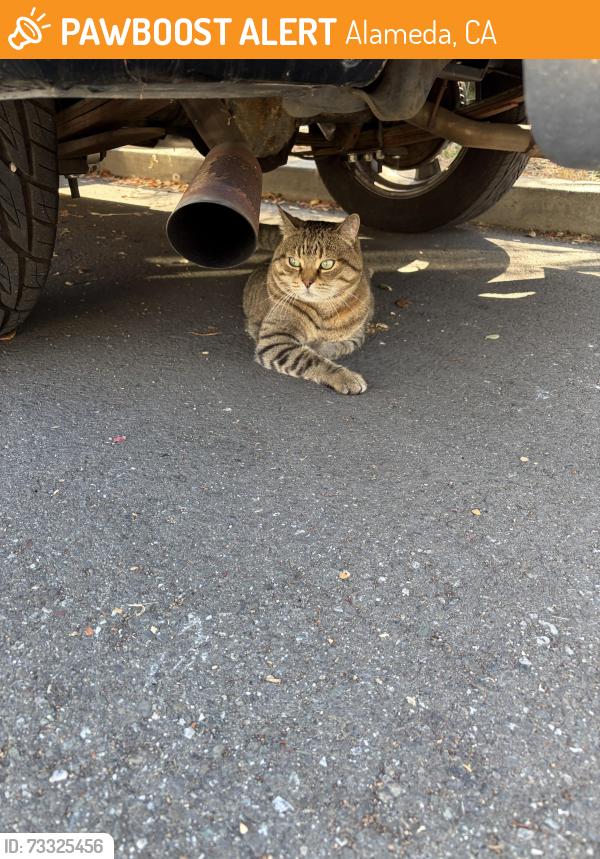Found/Stray Unknown Cat last seen Buena Vista, Alameda, CA 94501
