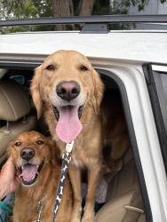Reunited Male Dog last seen So Windemere and W Caley Avenue Littleton CO, Littleton, CO 80120