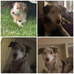 Reunited Female Dog last seen Dulin Creek Rd and Hunters Ridge, House Springs, MO 63051