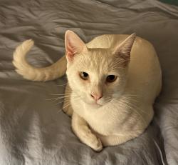 Reunited Male Cat last seen Near NW 61st Ct N, The Moors at 11am, Hialeah, FL 33015