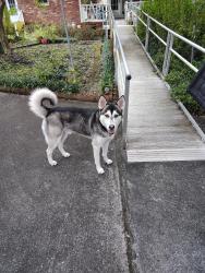 Reunited Male Dog last seen Village, Leland, NC 28451