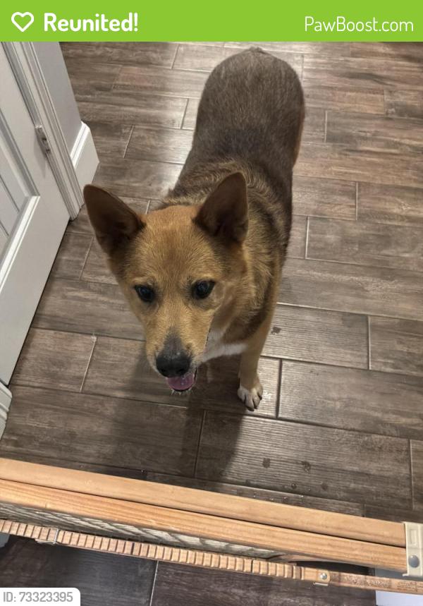 Reunited Male Dog last seen Chapel Quarters and Cabet lane, Tyler, TX 75707