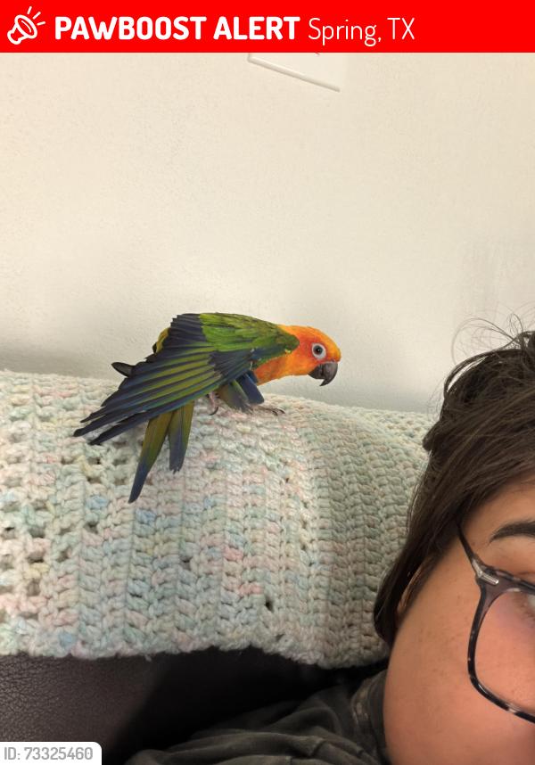 Lost Male Bird last seen Spring Dusk Lane off Cypresswood near Smith Elementary, Spring, TX 77373