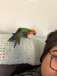 Lost Male Bird last seen Spring Dusk Lane off Cypresswood near Smith Elementary, Spring, TX 77373