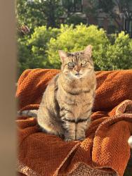 Reunited Female Cat last seen Cross oak ranch, crossroads tx, Cross Oak Ranch, TX 76227