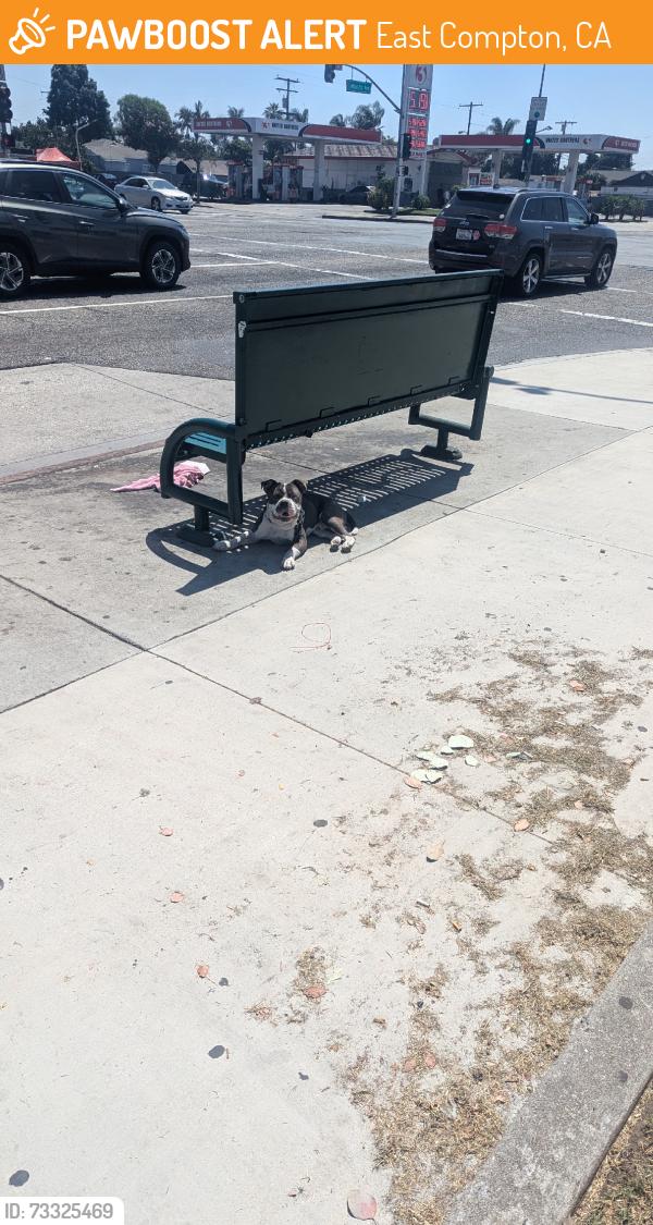 Found/Stray Male Dog last seen Atlantic & Rosecrans, East Compton, CA 90221