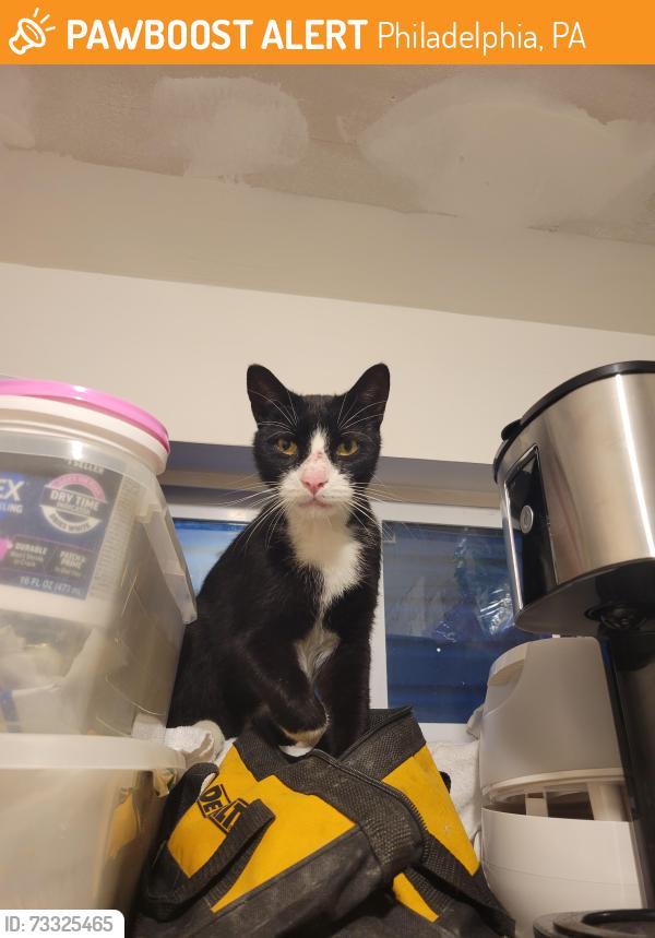 Found/Stray Male Cat last seen 16th and dickinson, Philadelphia, PA 19146