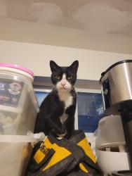 Found/Stray Male Cat last seen 16th and dickinson, Philadelphia, PA 19146