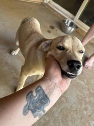 Found/Stray Male Dog last seen Nisqually & Algonquin, Apple Valley, CA 92308