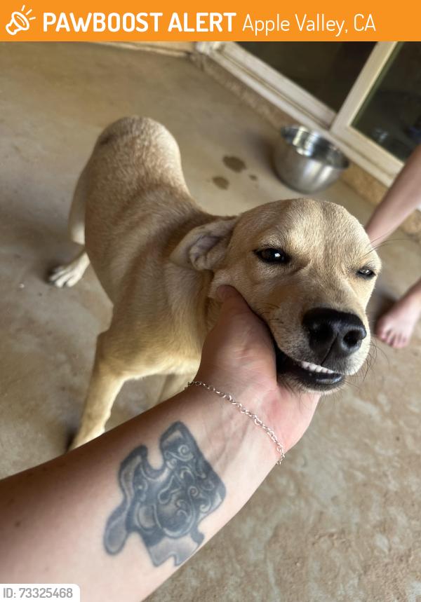 Found/Stray Male Dog last seen Nisqually & Algonquin, Apple Valley, CA 92308