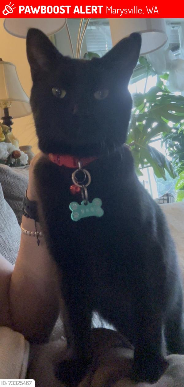 Lost Male Cat last seen 132nd st, Marysville, WA 98271