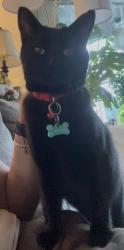 Lost Male Cat last seen 132nd st, Marysville, WA 98271
