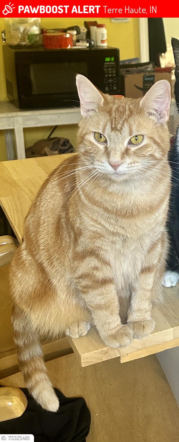 Lost Female Cat last seen 21st and beech street, Terre Haute, IN 47804