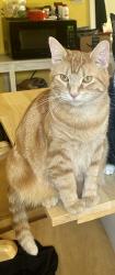 Lost Female Cat last seen 21st and beech street, Terre Haute, IN 47804