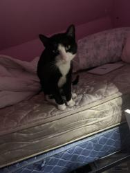 Reunited Male Cat last seen Emlong St, Joliet, IL 60435