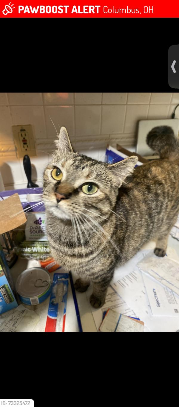 Lost Male Cat last seen Rosburg, Columbus, OH 43204
