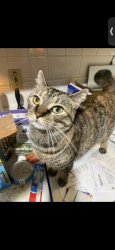Lost Male Cat last seen Rosburg, Columbus, OH 43204