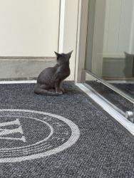 Found/Stray Unknown Cat last seen 14th street, Atlanta, GA 30318