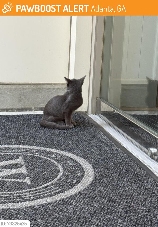 Found/Stray Unknown Cat last seen 14th street, Atlanta, GA 30318
