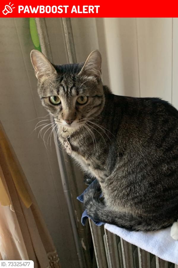 Lost Male Cat last seen Near Crosby Place Cold Spring Harbor NY, Cold Spring Harbor, NY 11724