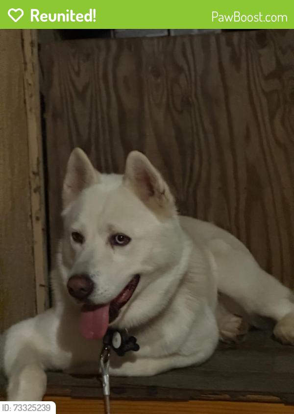 Reunited Male Dog last seen Foster bridge/Scout Ave., Bell Gardens, CA 90201