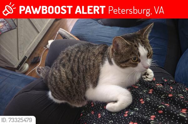 Lost Female Cat last seen North Dinwiddie Church, Petersburg, VA 23803