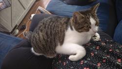 Lost Female Cat last seen North Dinwiddie Church, Petersburg, VA 23803