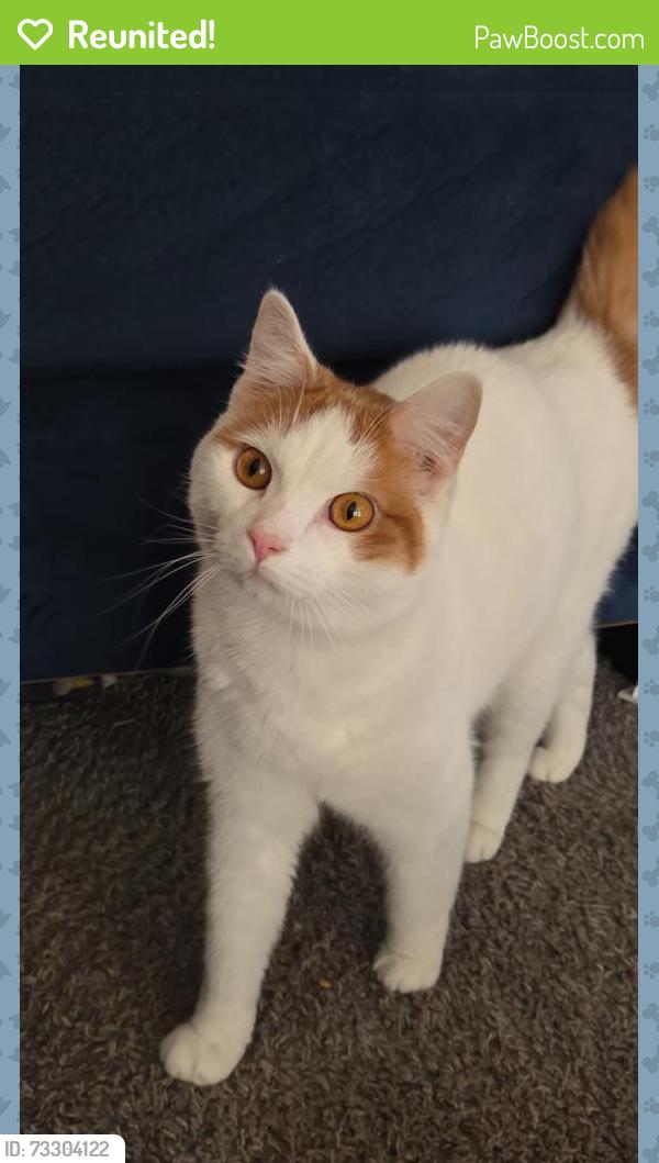 Reunited Male Cat last seen Near Banbury Rd, Kalamazoo, MI 49001, USA, Kalamazoo, MI 49001