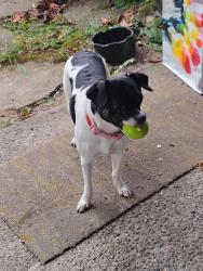 Reunited Female Dog last seen Near 17th St SE, Auburn, WA, Auburn, WA 98002