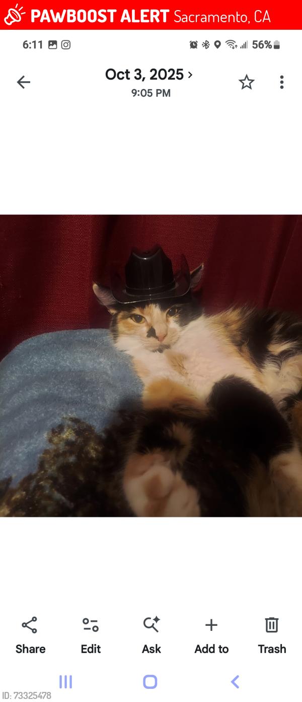Lost Female Cat last seen Rockbridge and Jamesontown, Sacramento, CA 95815