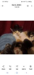 Lost Female Cat last seen Rockbridge and Jamesontown, Sacramento, CA 95815