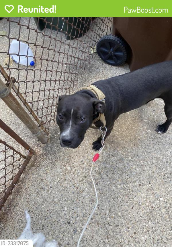 Reunited Male Dog last seen Clovernoll, North College Hill, OH 45231