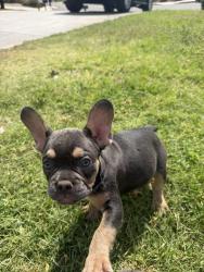 Lost Female Dog last seen Bostic Ave and Rosedale 92324, Colton, CA 92313