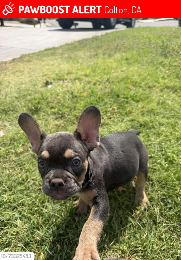 Lost Female Dog last seen Bostic Ave and Rosedale 92324, Colton, CA 92313