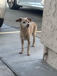 Found/Stray Male Dog last seen Snow Dr., San Jose, CA 95111