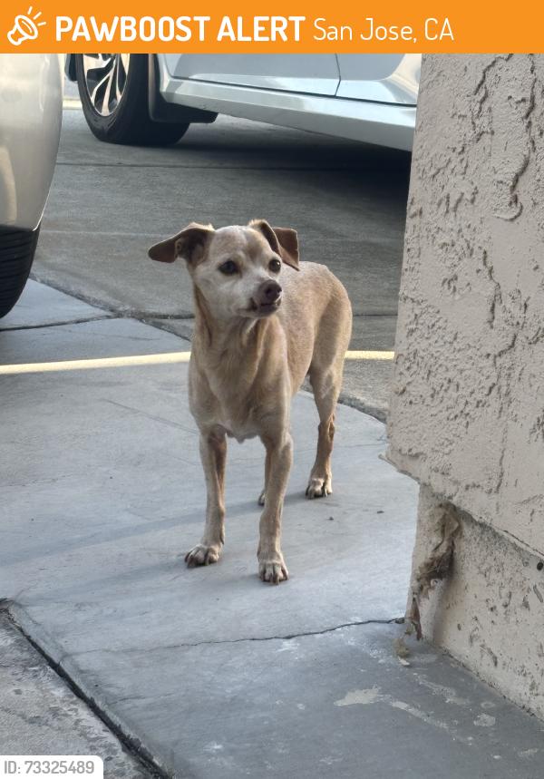 Found/Stray Male Dog last seen Snow Dr., San Jose, CA 95111