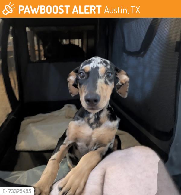 Found/Stray Unknown Dog last seen N Plaza Ct, Austin, TX 78753