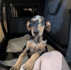 Found/Stray Unknown Dog last seen N Plaza Ct, Austin, TX 78753
