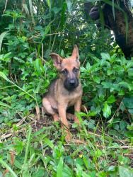 Lost Male Dog last seen Chin Chuck Road, Hakalau, HI 96710